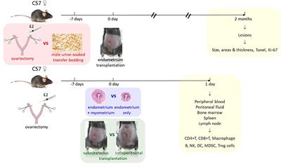 Re-evaluation of mouse models of endometriosis for pathological and immunological research